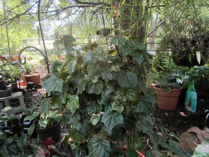 B. ‘Mischief’